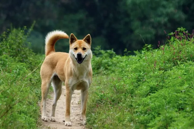 'Fierce' Dogs Banned in The Urban Area of Hangzhou 