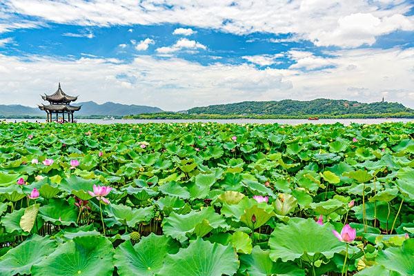 Lush green Longjing tea fields in spring