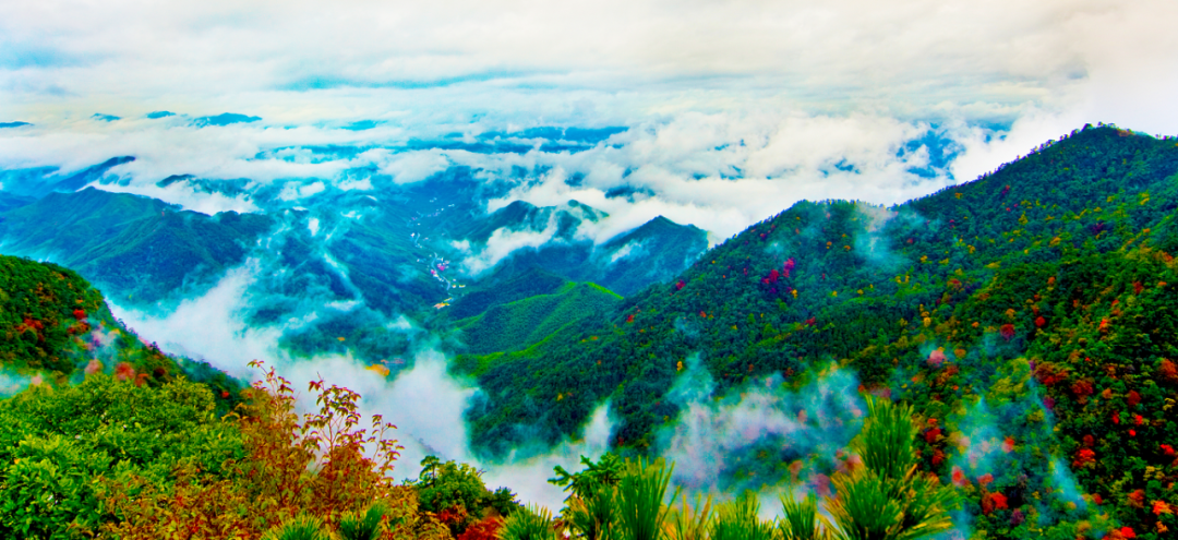 Tianmu Mountain Summer Healing Activities