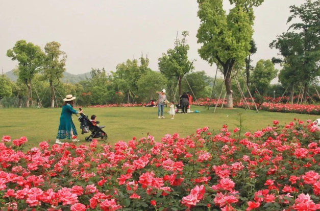 Baima Lake Park Phase II Hiking Trail with Flowers