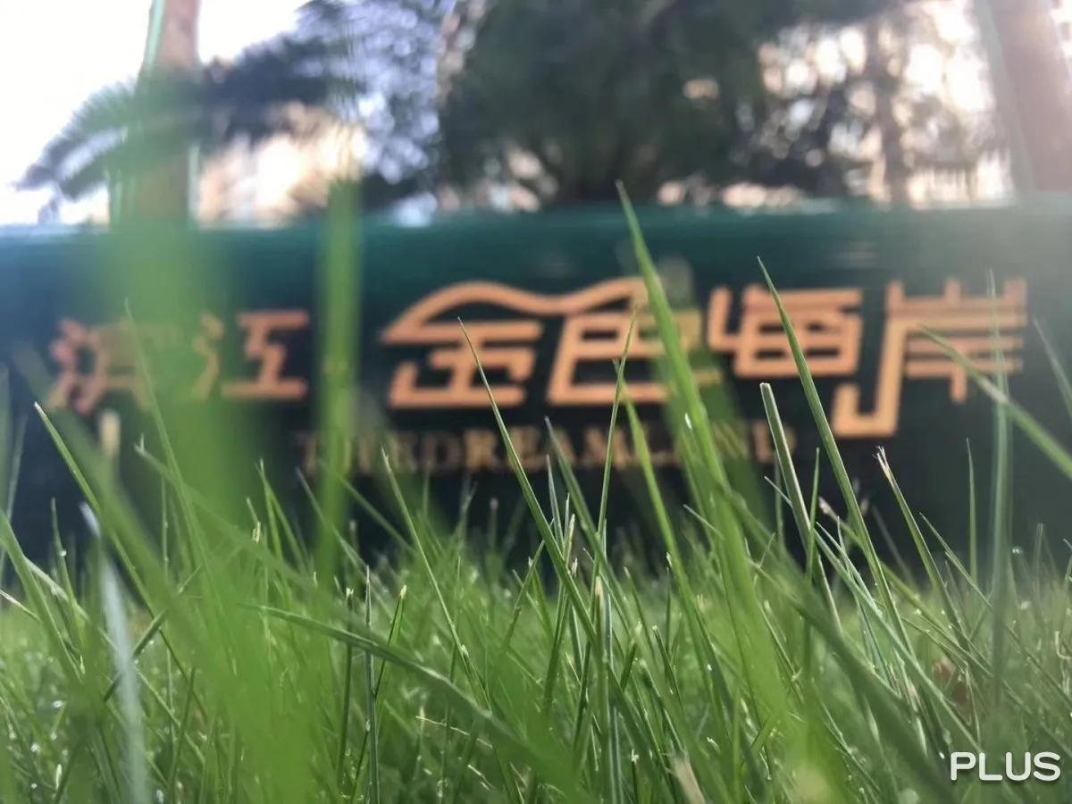 The Dreamland - Photo 43