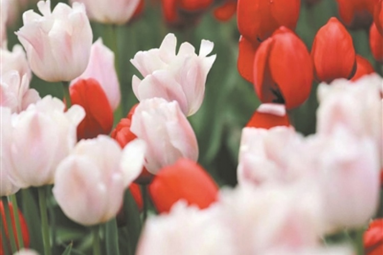 This Spring, Show You a New Way to View Flowers in Hangzhou