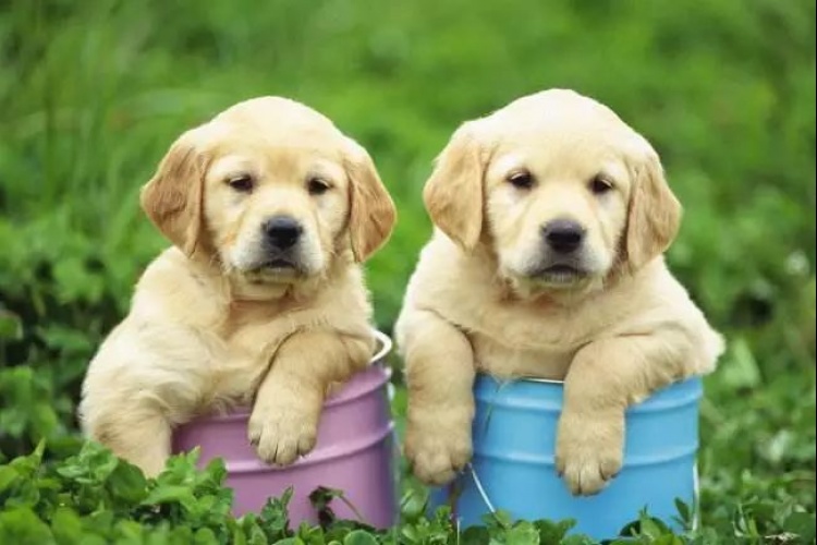 Getting Your Dog Registered in Xiao Shan 