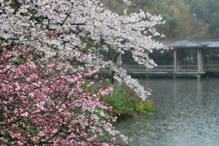 When the City’s Cherry Blossoms Are in Full Bloom …