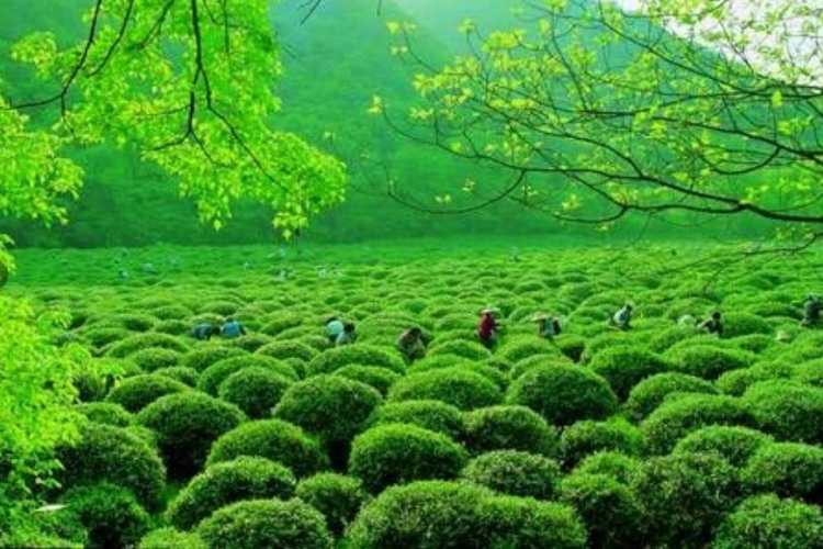 Attractions of Hangzhou Tea Culture