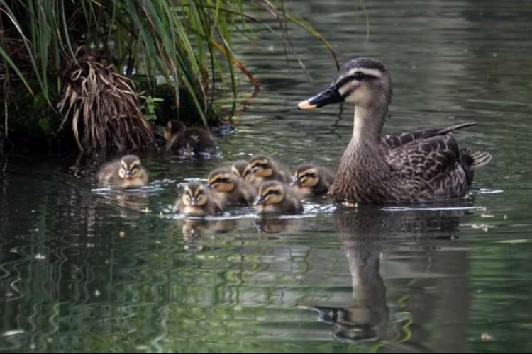 New Life in the West Lake