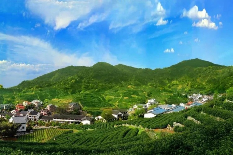Enchanting Tea Gardens in Hangzhou
