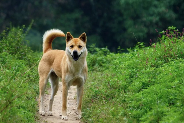'Fierce' Dogs Banned in The Urban Area of Hangzhou 