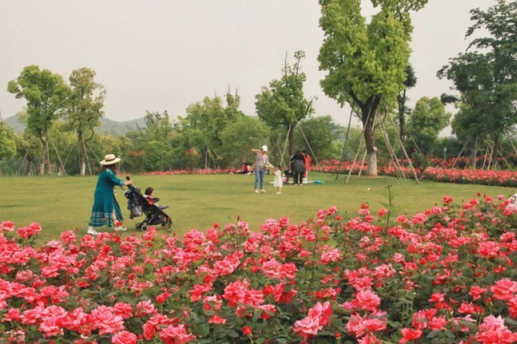 A new destination for hiking! The 2nd Phase of the Baima Lake Park is considered a "wonderland" in Hangzhou's Binjiang district, with Chinese roses in the area now in full bloom.